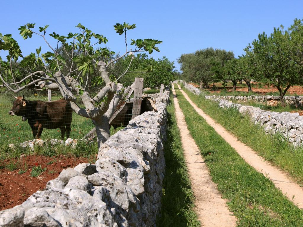 Pietraluce Pensionat Alberobello Exteriör bild
